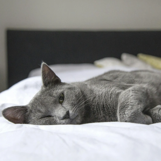 img of cat on the bed